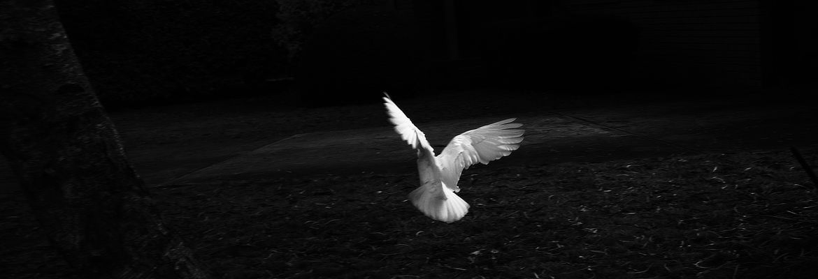 Black and white photo white Cockatoo flying. Bowral, NSW