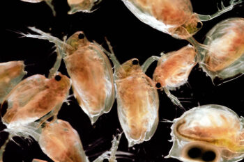 View of several adult freshwater aquatic crustaceans commonly called water fleas. Daphnia are members of the order Cladocera. Black background.