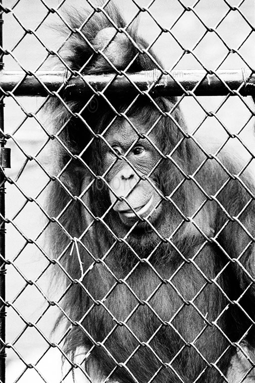 Image shows Orangutan, behind wire fence. From the series - Theatre of Shadows
