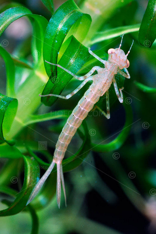 Aquatic nymph stage of Damselfly, Coenagrioniidae on green plant. England, UK