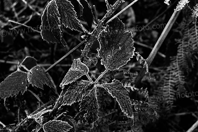 Photo shows Bramble leaves with frost coating in European woodland. UK