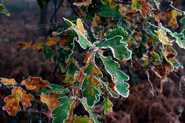 Autumn oak leaves coverd in hard white frost.