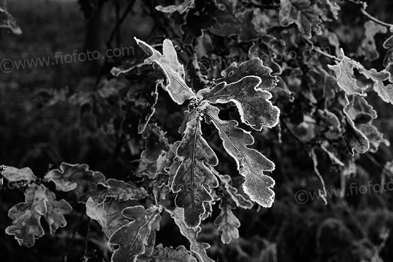 Autumn oak leaves coverd in hard white frost.