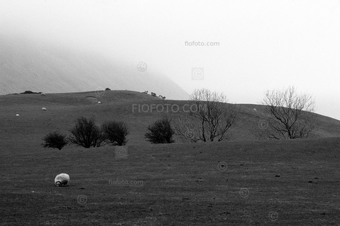 Welsh grazing hillside