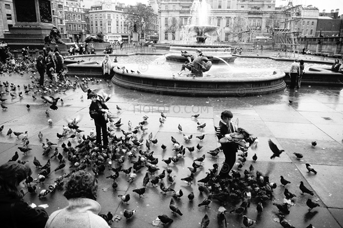 Pigeons, Trafalgar Square, London