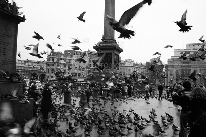 Pigeons, Trafalgar Square, London