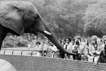 An adult elephant at London Zoo in 1979, with its trunk extended towards a small group of captivated spectators.