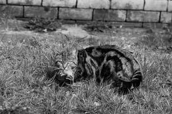 Stray cat with rat