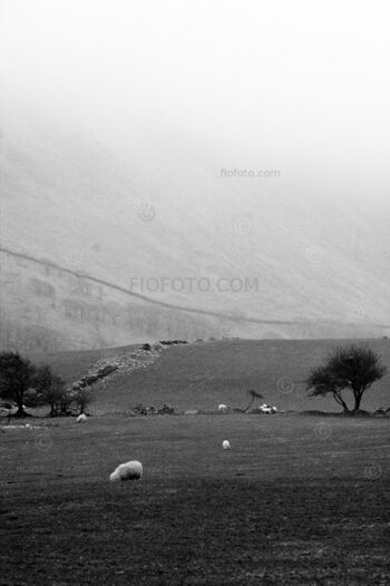 Welsh hillside with sheep and trees. Near Newtown, Powys, Mid Wales, UK.