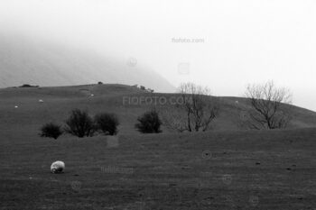 Welsh grazing hillside with sheep and trees. Near Newtown, Powys, Mid Wales, UK.