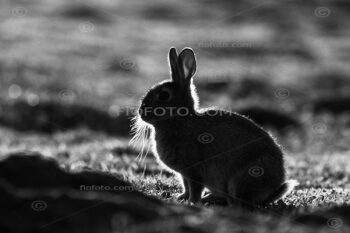 Back lit, contre-jour, view of common or European Rabbit on agricultural grazing field. North West Scotland, UK.