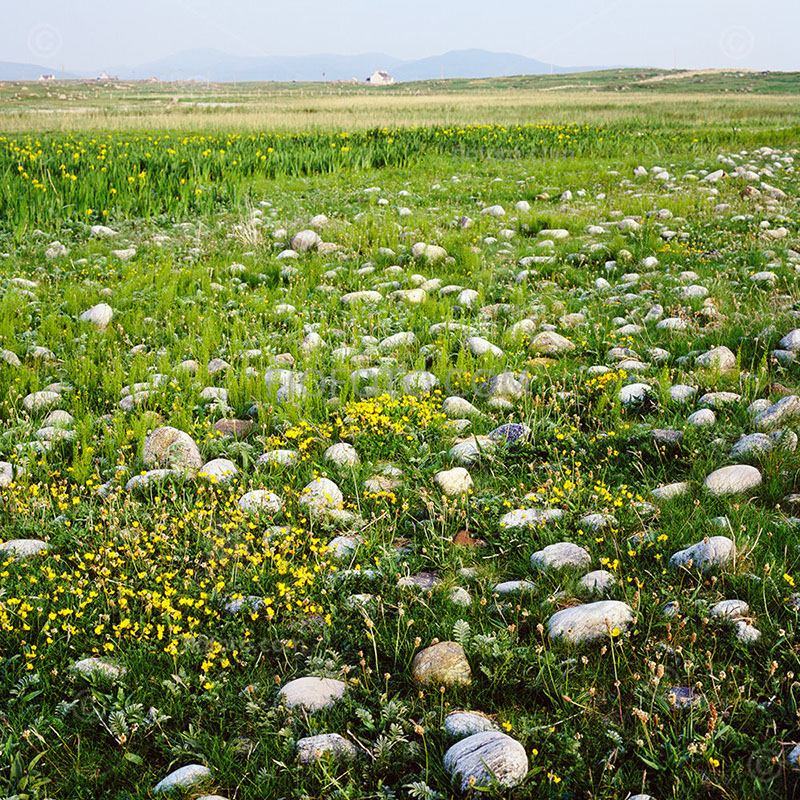 Machair grassland showing stands of yellow Flag Iris flowers and distant farm dwellings. West Loch Ollay area, South Uist, Outer Hebrides, UK.