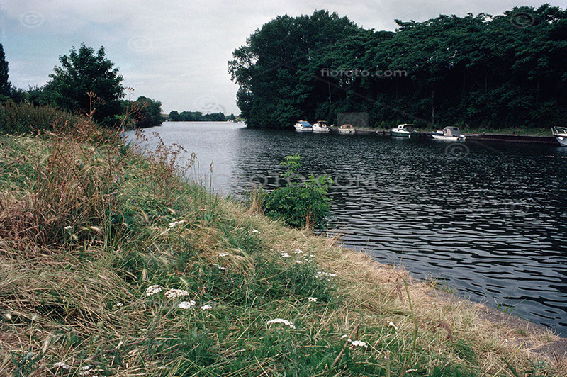 River bank with grasses and wild flowers. River Thames, East Molesey, Surrey, England, Britain. Scanned from a Kodachrome slide. Circa 1986.