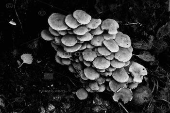 Gilled mushroom mass growing at base of old apple tree. England, Britain, UK.