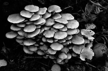 Gilled mushroom mass growing at base of old apple tree. England, UK.