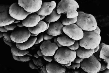 Gilled mushroom mass growing at base of old apple tree. England, Britain, UK.