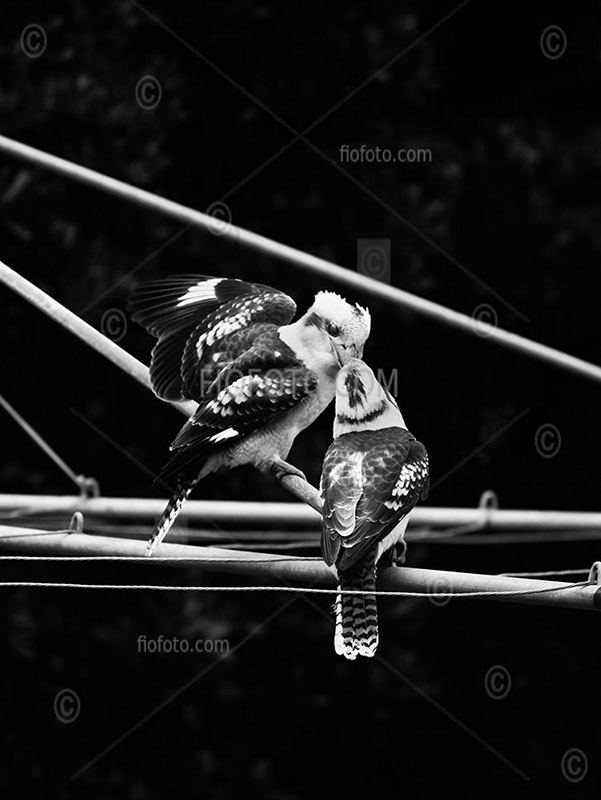 Pair of Kookaburras interacting on metal bars of Hill's Hoist in garden. Southern Highlands, NSW, Australia.