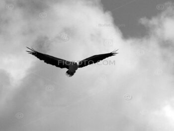 Adult White-bellied Sea-Eagle in flight, hovering. Image shows bird against cloud and sky. Near Port Douglas, North East Queensland, Australia.