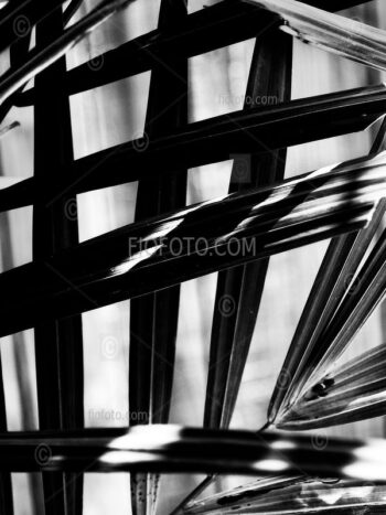 Palm leaves, shadows and light