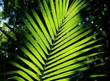 Wet tropics rainforest plant. Green foliage leaves against the tree canopy backdrop. Daintree Rainforest, North East Queensland, Australia