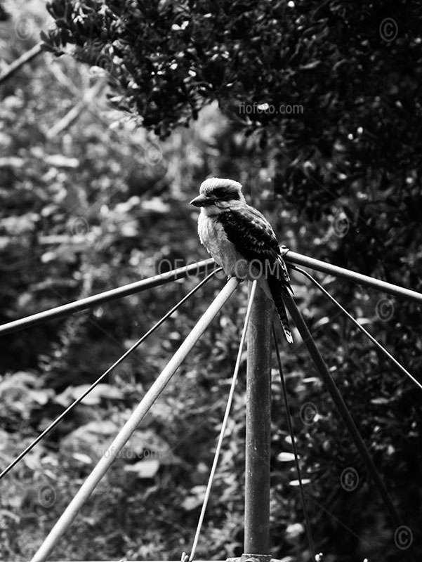 Adult Australian Kookaburra, Kingfisher. Perched on Hill's Hoist washing line. Southern Highlands, NSW, Australia.