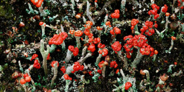 Pixie cup lichen, Cladonia sp. Red fruiting bodies at tips of lichen stalks. Wet sandy heathland. UK