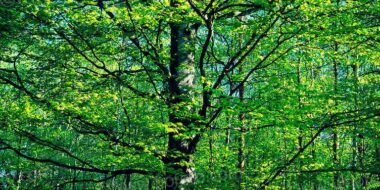 Canopy of green Beech trees, Fagus sylvatica. Showing trunk, branches and leaves. Sunlight filtering through branches, early summer. New Forest, Hampshire, England, UK.