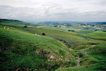 Sheep grazing farmland. Cumbria, England UK