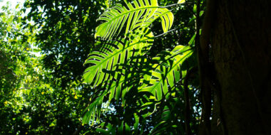 Wet tropics rainforest epiphyte plants on tree trunk. Green foliage leaves against the tree canopy backdrop. Daintree Rainforest, North East Queensland, Australia