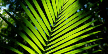 Wet tropics rainforest plant. Green foliage leaves against the tree canopy backdrop. Daintree Rainforest, North East Queensland, Australia