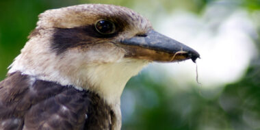 Adult Australian Kookaburra, Kingfisher. Photo shows close view of head in profile. Southern Highlands, NSW, Australia.