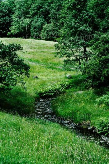 Pasture grazing land, with stream. Early summer showing vibrant new green growth. Near Hawkshead, Cumbria, UK.