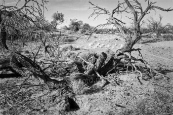Scrubby tree trunks. Outback, western New South Wales. 14/11/2009