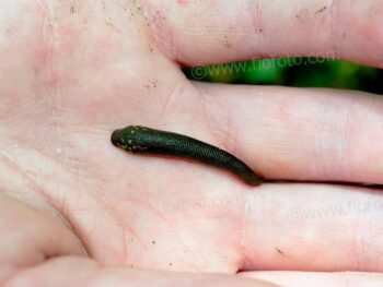 Image shows a Terrestrial Bush Leech, possibly Chtonobdella limbata, attached to hand. Occurring on the floor or low foliage in moist damp forest areas of NSW. Moreton National Park, Southern Highlands, NSW, Australia.