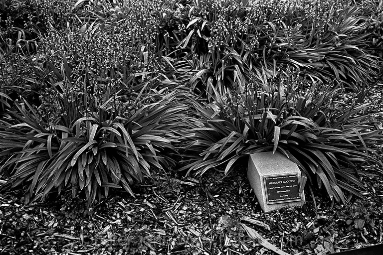 Commemorative plaque to Margaret Goodwin set amongst foliage. Corbett Gardens, Bowral.