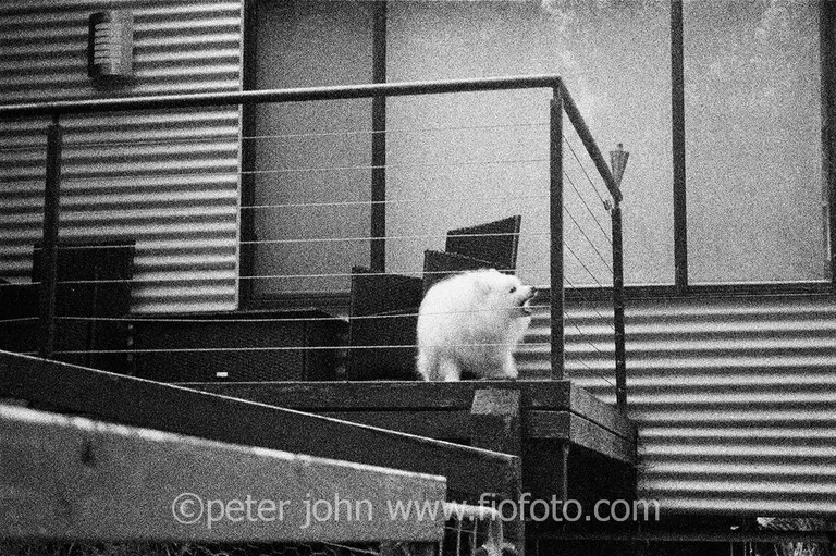 Barking dog, home alone and distressed in small enclosure.
Bowral suburbia.