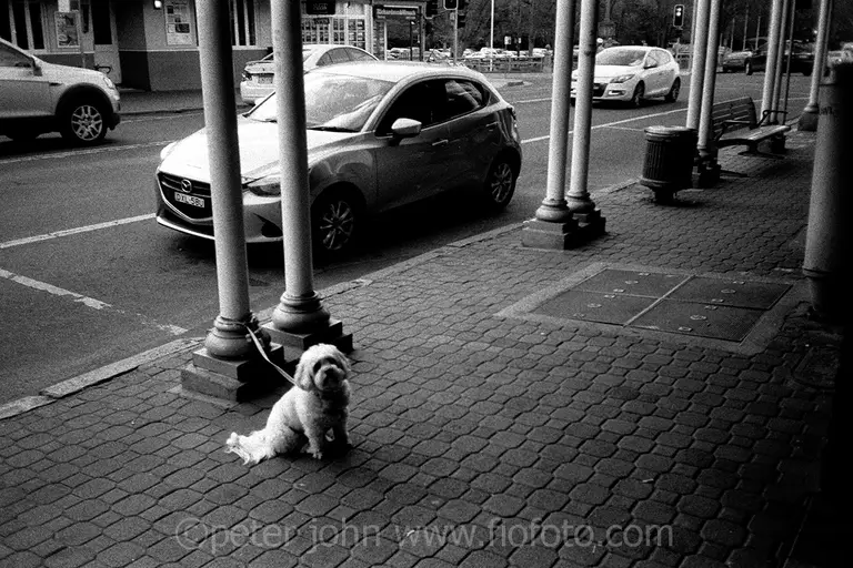 dog tied to post. bong bong street, bowral, nsw