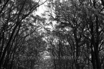 Trees canopy. Gibbergunyah Reserve, Bowral, NSW, Australia