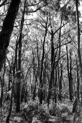 Gibbergunyah bushland, New South Wales Southern Highlands