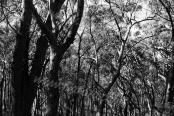 Gibbergunyah bushland, New South Wales Southern Highlands