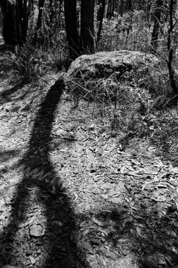 Gibbergunyah. Shadow of tree across bushland, New South Wales Southern Highlands