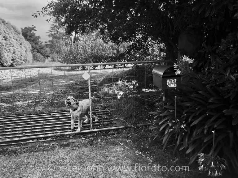 House gate and barking dog, Bowral, NSW