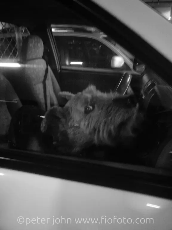 dog in car giving side eye