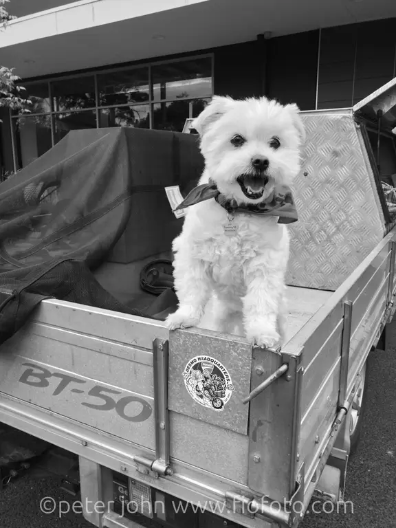 dog on a ute