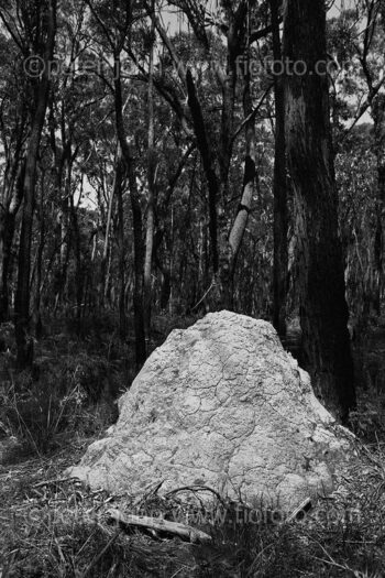 Termite mound Gibbergunyah bushland, Bowral, NSW, Australia.