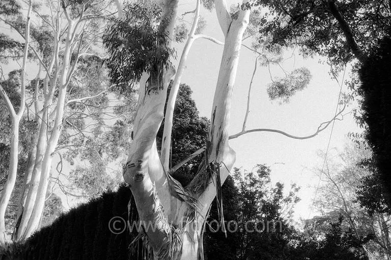 Gum tree and hedge, Mount Rd, Bowral, NSW
