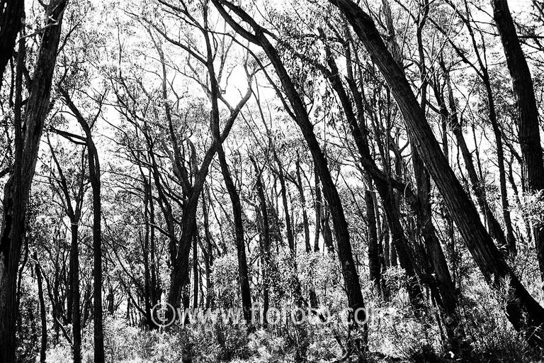 Image from the dry sclerophyll forest in Bowral, Gibbergunyah Reserve. The area features dominant Eucalyptus species adapted to a drier climate with tough leaves. Variations occur based on aspect, with open woodlands on ridges and denser forests in sheltered gullies. The ecosystem is fire-adapted, influencing vegetation types.