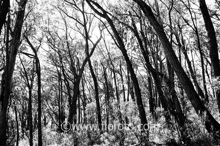 Image from the dry sclerophyll forest in Bowral, Gibbergunyah Reserve. The area features dominant Eucalyptus species adapted to a drier climate with tough leaves. Variations occur based on aspect, with open woodlands on ridges and denser forests in sheltered gullies. The ecosystem is fire-adapted, influencing vegetation types.