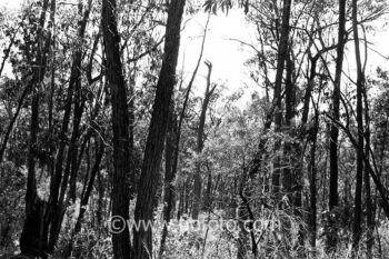Image from the dry sclerophyll forest in Bowral, Gibbergunyah Reserve. The area features dominant Eucalyptus species adapted to a drier climate with tough leaves. Variations occur based on aspect, with open woodlands on ridges and denser forests in sheltered gullies. The ecosystem is fire-adapted, influencing vegetation types.
