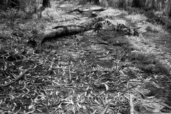 A large fallen tree lies across a walking track within the Gibbergunyah bushland reserve in New South Wales.